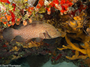 %_tempFileName2012-12-02_3_Paradise_Reef-7%