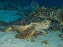%_tempFileName2012-12-03_2_Paso_del_Cedral-16%