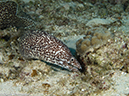 %_tempFileName2012-12-03_3_Paradise_Reef-15%