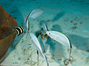 %_tempFileName2012-12-03_3_Paradise_Reef-20%