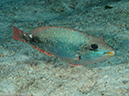 %_tempFileName2012-12-03_3_Paradise_Reef-24%