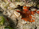 %_tempFileName2012-12-03_3_Paradise_Reef-32%