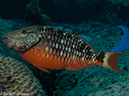 %_tempFileName2012-12-03_3_Paradise_Reef-36%