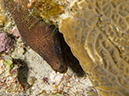 %_tempFileName2012-12-03_3_Paradise_Reef-48%