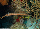 %_tempFileName2012-12-03_3_Paradise_Reef-59%