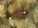 %_tempFileName2012-12-03_3_Paradise_Reef-72%