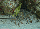 %_tempFileName2012-12-03_3_Paradise_Reef-9%