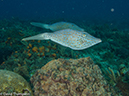 %_tempFileName2012-12-04_2_Punta_Tunish_Wall-32%