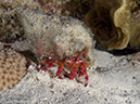 %_tempFileName2012-12-04_3_Paradise_Reef-20%