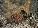 %_tempFileName2012-12-04_3_Paradise_Reef-34%