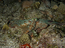 %_tempFileName2012-12-04_3_Paradise_Reef-45%