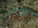 %_tempFileName2012-12-04_3_Paradise_Reef-48%