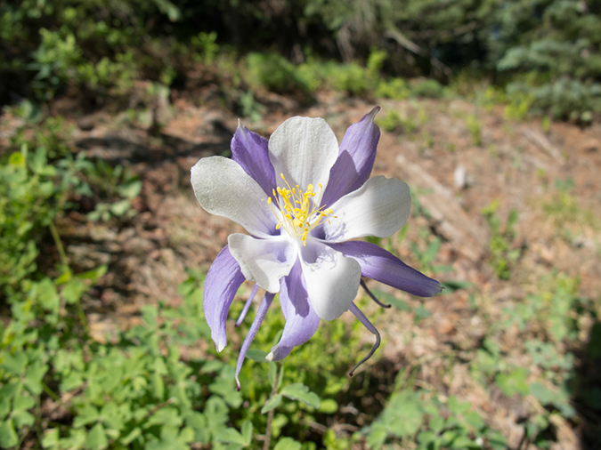 %_tempFileName2013-06-30_1_Durango_Crater_Lake-8%
