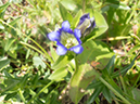 %_tempFileName2013-08-28_Forest_Lake_James_Peak_Wilderness-26%
