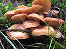 %_tempFileName2013-08-31_Dark_Mountain-16%