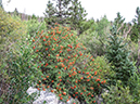 %_tempFileName2013-09-05_Black_lake-1%