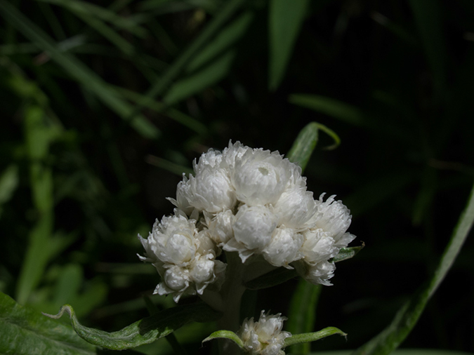 %_tempFileName2013-07-08_1_Estes_Park_Gem_Lake-15%