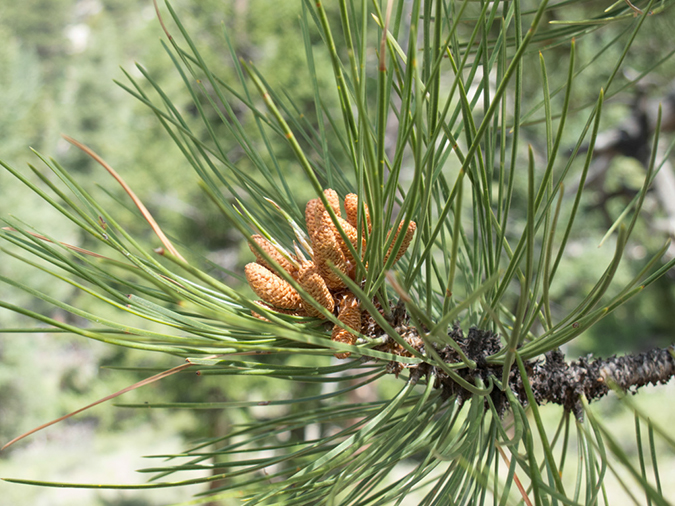 %_tempFileName2013-07-08_1_Estes_Park_Gem_Lake-20%