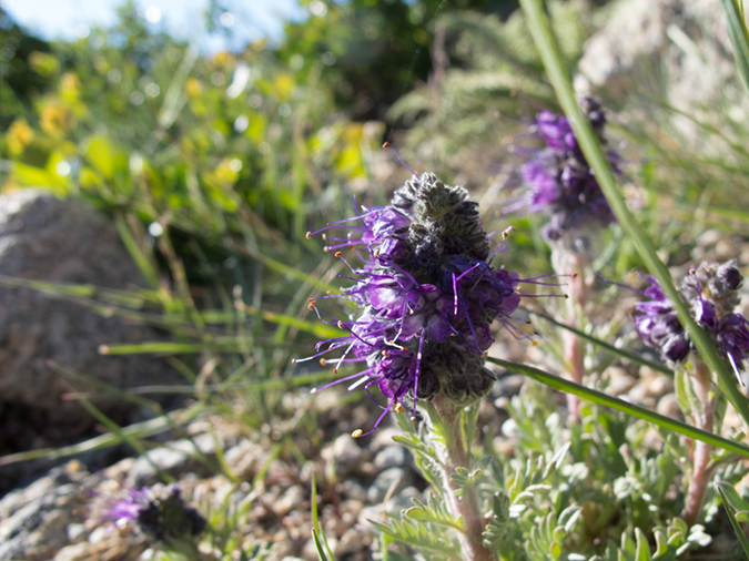 %_tempFileName2013-07-09_1_Estes_Park_Chasm_Lake-19%