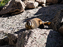 %_tempFileName2013-07-09_1_Estes_Park_Chasm_Lake-61%