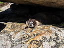 %_tempFileName2013-07-09_1_Estes_Park_Chasm_Lake-64%