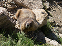 %_tempFileName2013-07-09_1_Estes_Park_Chasm_Lake-73%