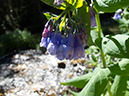 %_tempFileName2013-07-09_1_Estes_Park_Chasm_Lake-80%