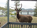 %_tempFileName2013-08-09_2_Estes_Park_Outside_Stacy_House-1%