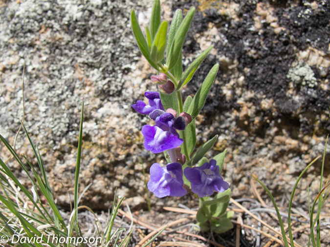 %_tempFileName2013-06-02_1_MacGregor_Falls-5%