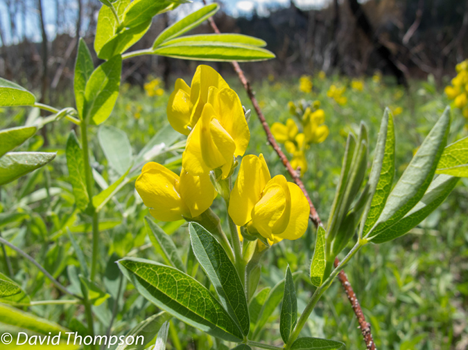 %_tempFileName2013-06-05_Fern_Lake_Trail-3%