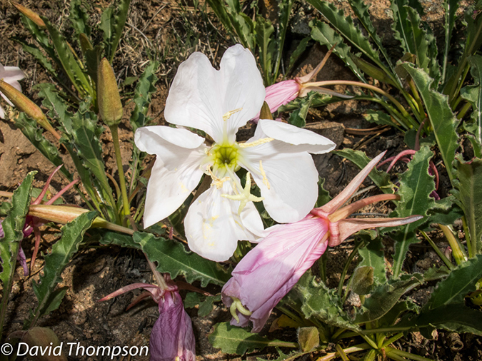 %_tempFileName2013-06-06_Homestead_Meadows-1%