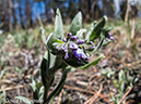 %_tempFileName2013-06-05_Fern_Lake_Trail-2%