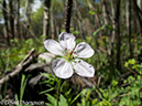 %_tempFileName2013-06-05_Fern_Lake_Trail-4%