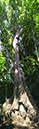 %_tempFileName20120627-Tree%