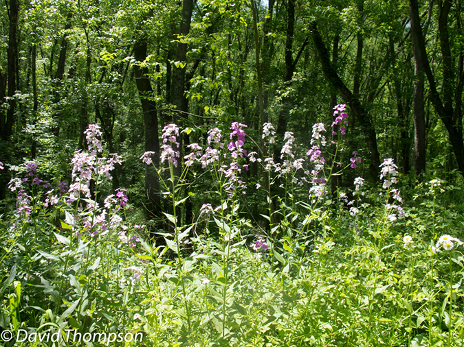%_tempFileName2013-05-17_CO_Towpath_Cumberland_to_Hancock-40%