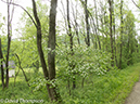 %_tempFileName2013-05-16_GAP_Ohiopyle_to_Cumberland-9%