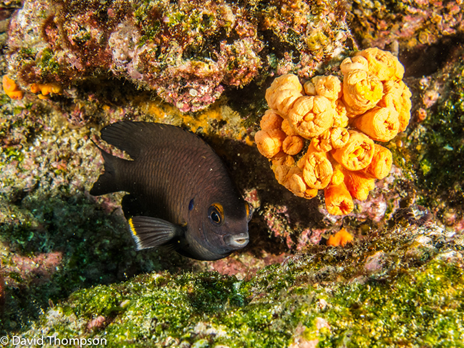 %_tempFileName2013-11-10_01_Isabela_Island_Marshall_Cape-20%