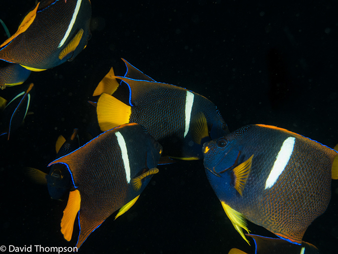 %_tempFileName2013-11-10_01_Isabela_Island_Marshall_Cape-46%