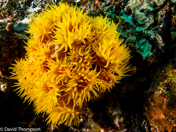 %_tempFileName2013-11-10_04_Isabela_Island_Marshall_Cape-1%