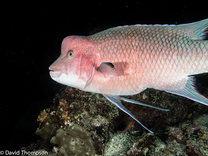 %_tempFileName2013-11-10_04_Isabela_Island_Marshall_Cape-17%