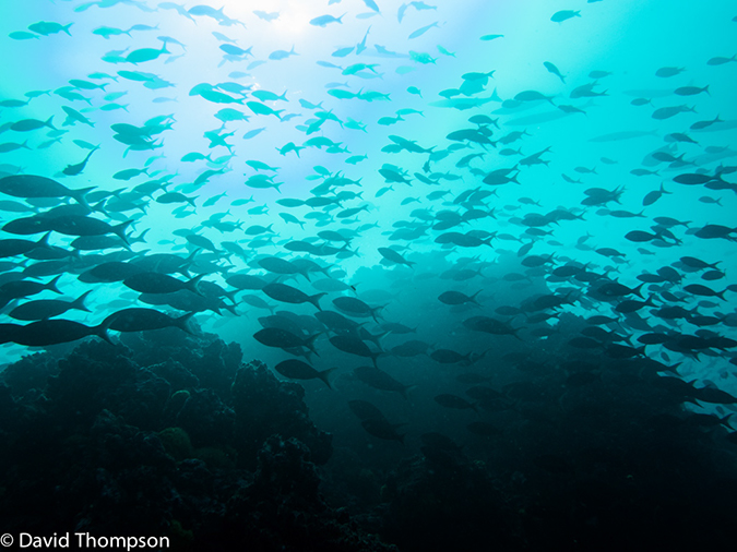 %_tempFileName2013-11-10_04_Isabela_Island_Marshall_Cape-24%