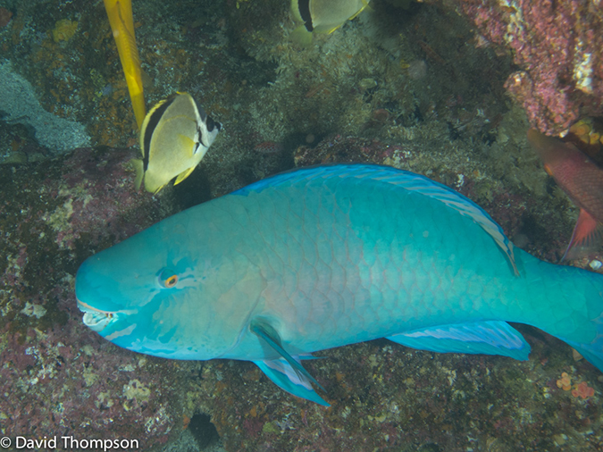 %_tempFileName2013-11-11_04_Darwin_Island_Darwin_Arch-11%