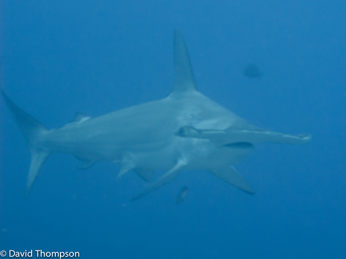 %_tempFileName2013-11-11_04_Darwin_Island_Darwin_Arch-45%