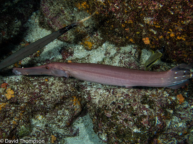 %_tempFileName2013-11-11_06_Darwin_Island_Darwin_Arch-2%