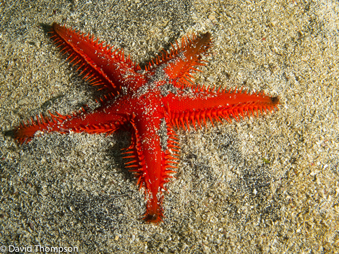 %_tempFileName2013-11-14_02_Fernandina_Island_Cape_Douglas-10%