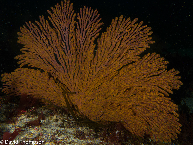 %_tempFileName2013-11-14_02_Fernandina_Island_Cape_Douglas-20%