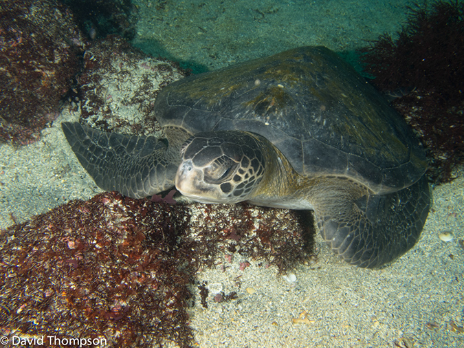 %_tempFileName2013-11-14_02_Fernandina_Island_Cape_Douglas-47%