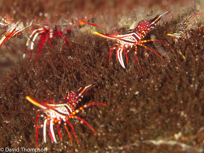 %_tempFileName2013-11-14_02_Fernandina_Island_Cape_Douglas-53%