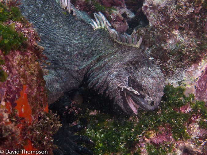 %_tempFileName2013-11-14_03_Fernandina_Island_Cape_Douglas-3%