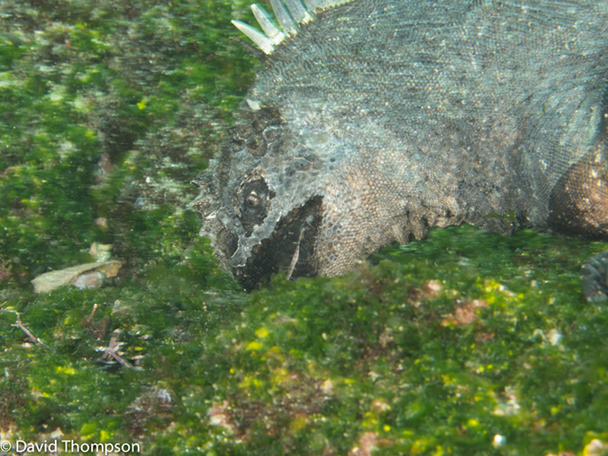 %_tempFileName2013-11-14_03_Fernandina_Island_Cape_Douglas-32%